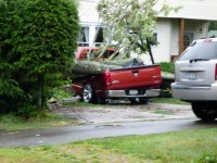 Truck crushed by falling tree near Allegany Avenue