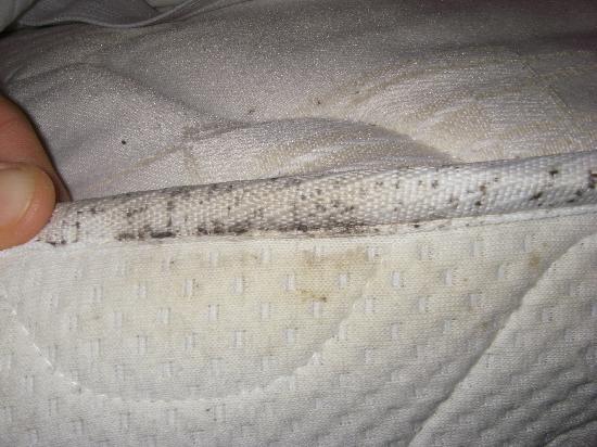 Bed Bug excrement on mattress
