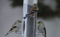 birds