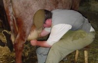 milking a cow