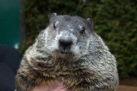 Punxsutawney Phil