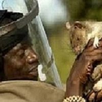 Amagundane, sangoma in Nambia, spiritual Rats +27634299958 Money spell Lesotho Durban